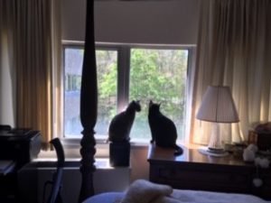 Carolyn Roper's Cats Sitting at the Window