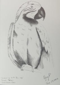 This is a drawing Vijay did of a macaw parrot. It is in pencil.