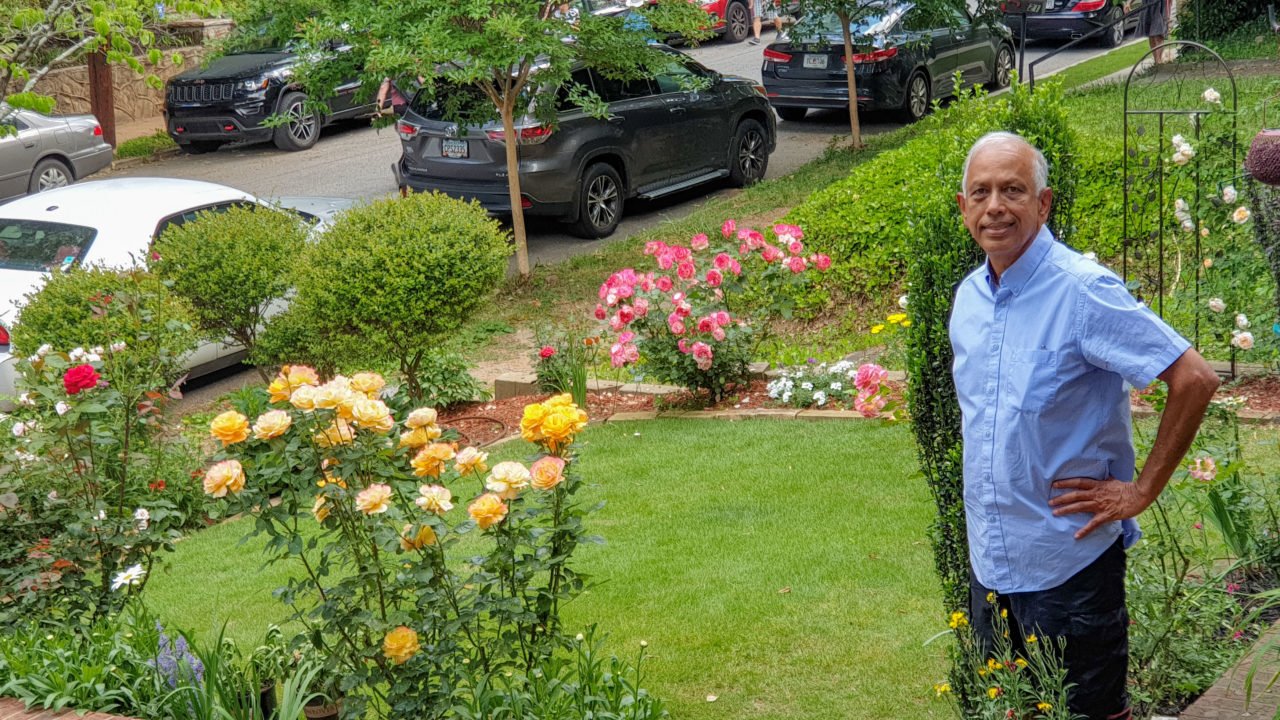A man stands with his hands on his hips in the middle of a verdant rose garden. The roses that surround him are yellow, pink, and red.